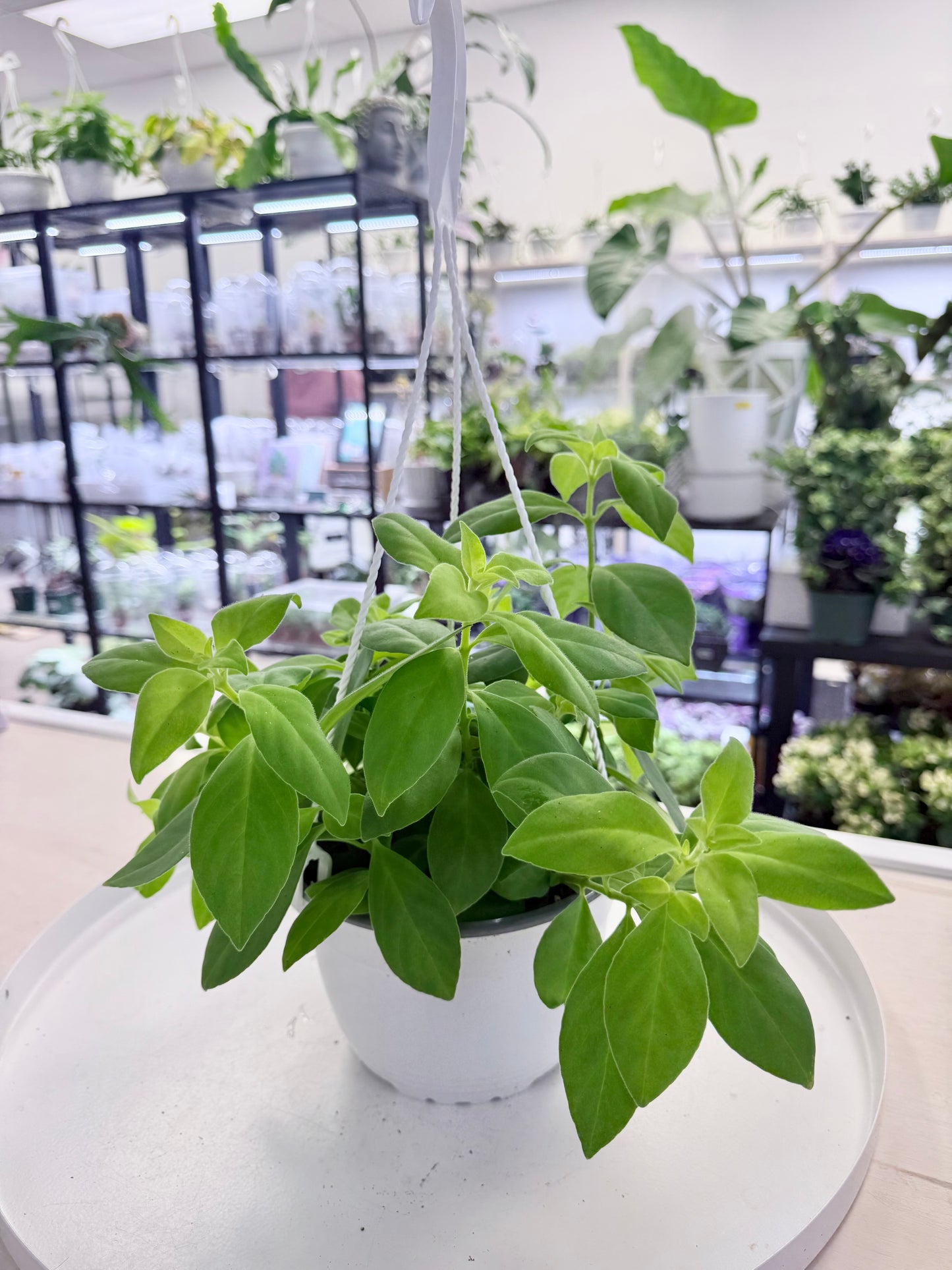 Aeschynanthus radicans 'Antares' | Lipstick Plant 6” HB No Ship