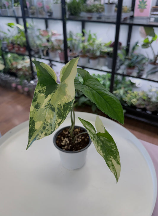 Syngonium podophyllum Aurea (Yellow Variegated)