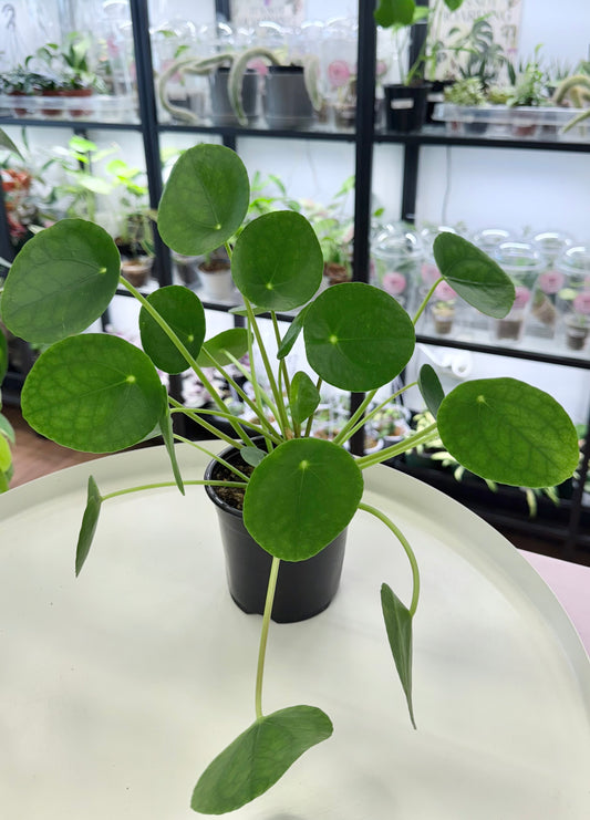 Pilea peperomioides | Chinese Money Plant 4”