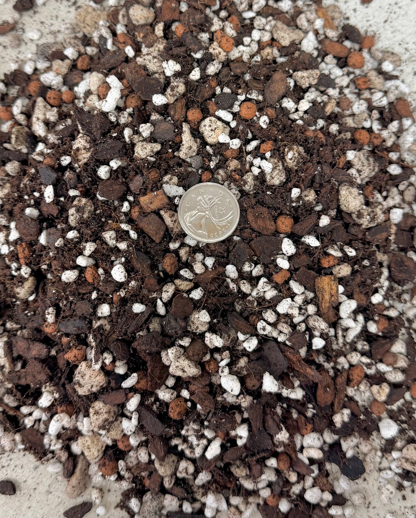 Hoya Mix 3L