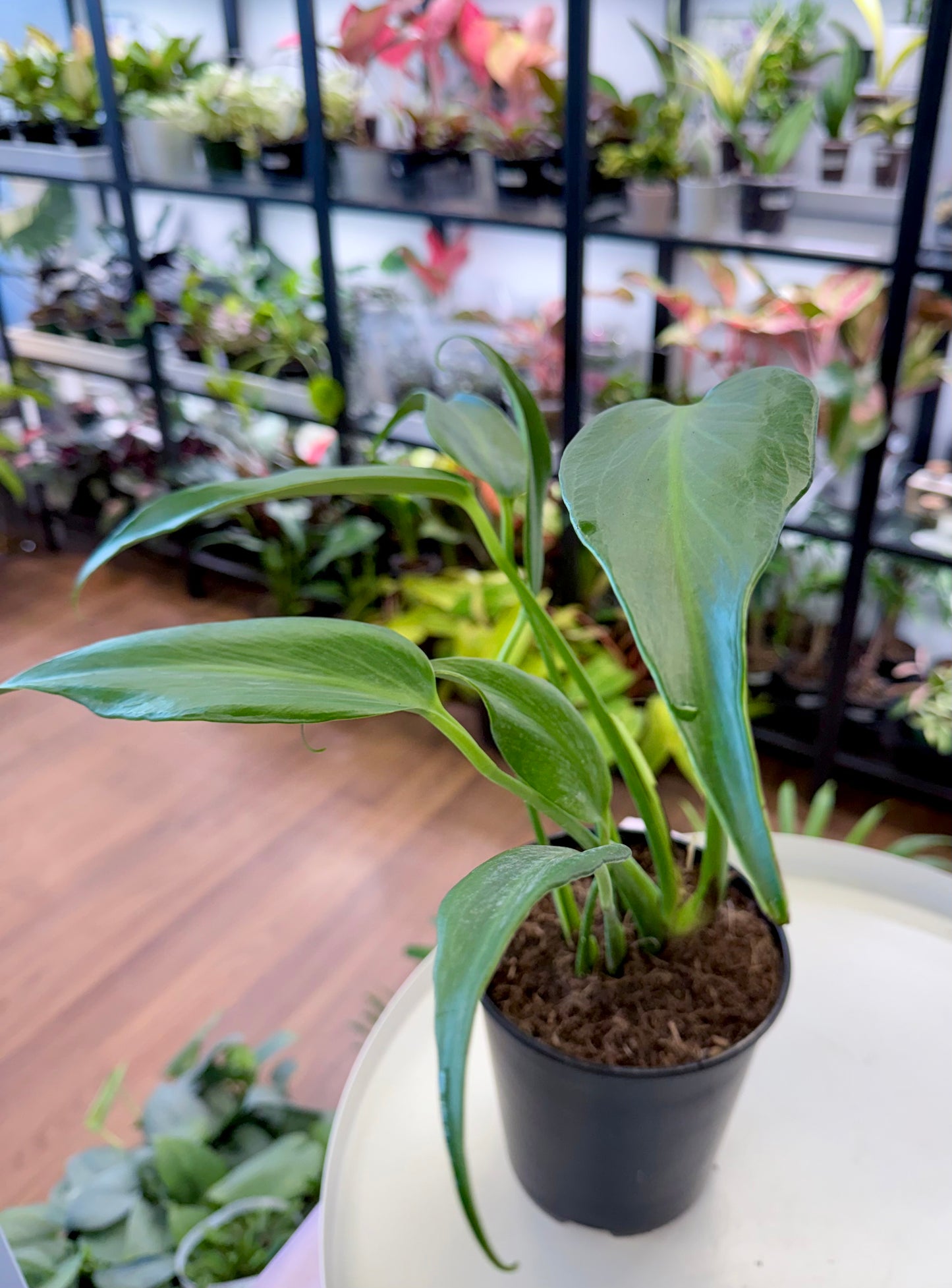 Monstera Burle Marx Flame 6”