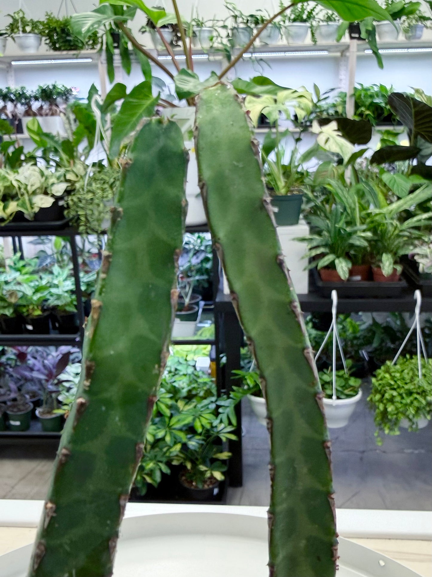 Euphorbia heterochroma