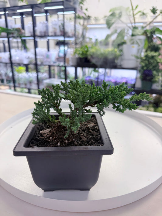 Juniper Bonsai | Juniperus Procumbens