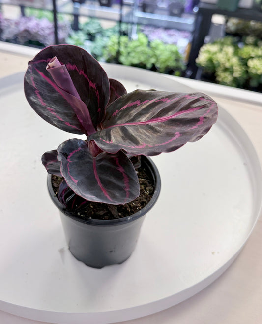 Calathea 'Dottie' | Goeppertia roseopicta 4”
