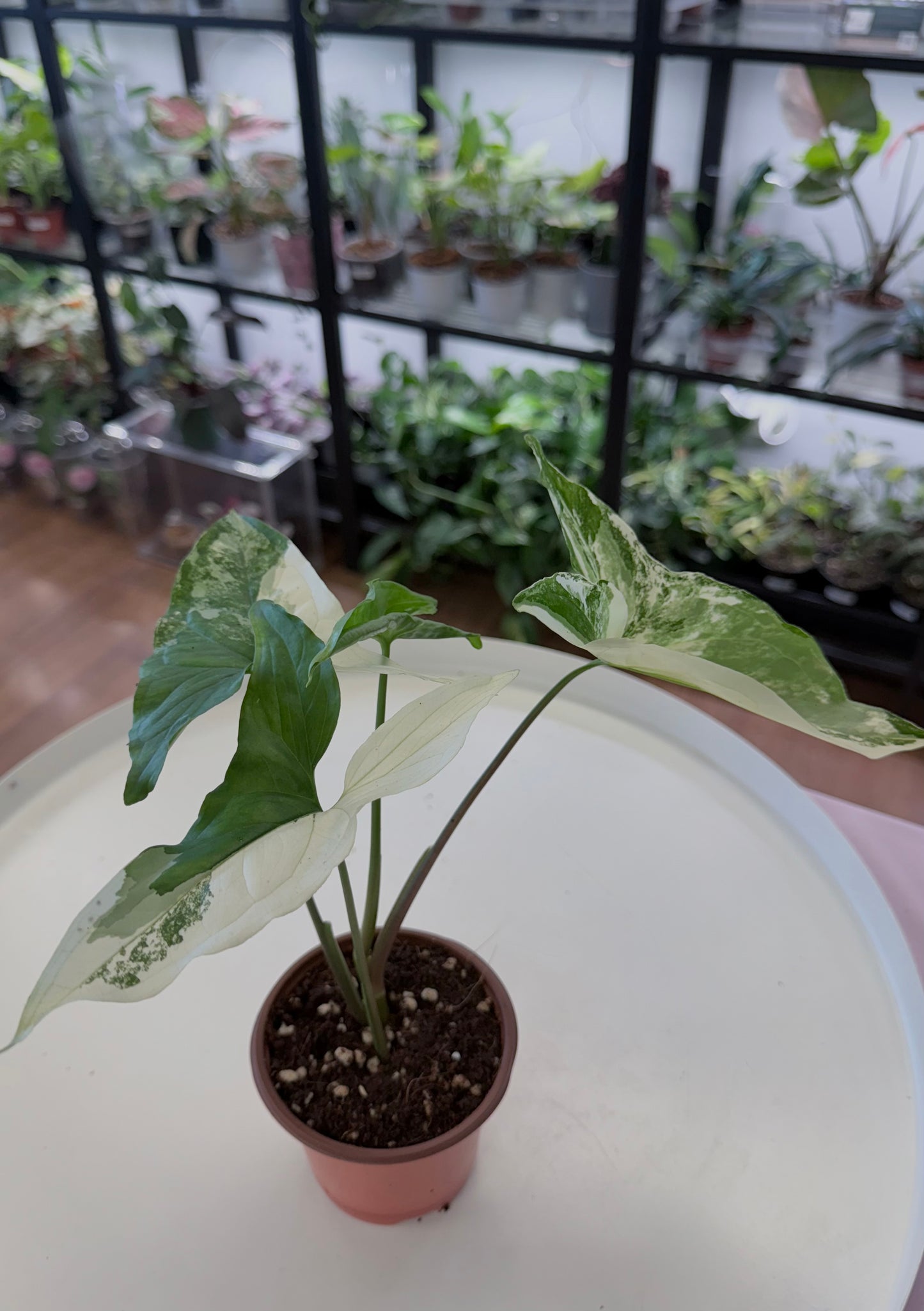 Syngonium podophyllum Variegated