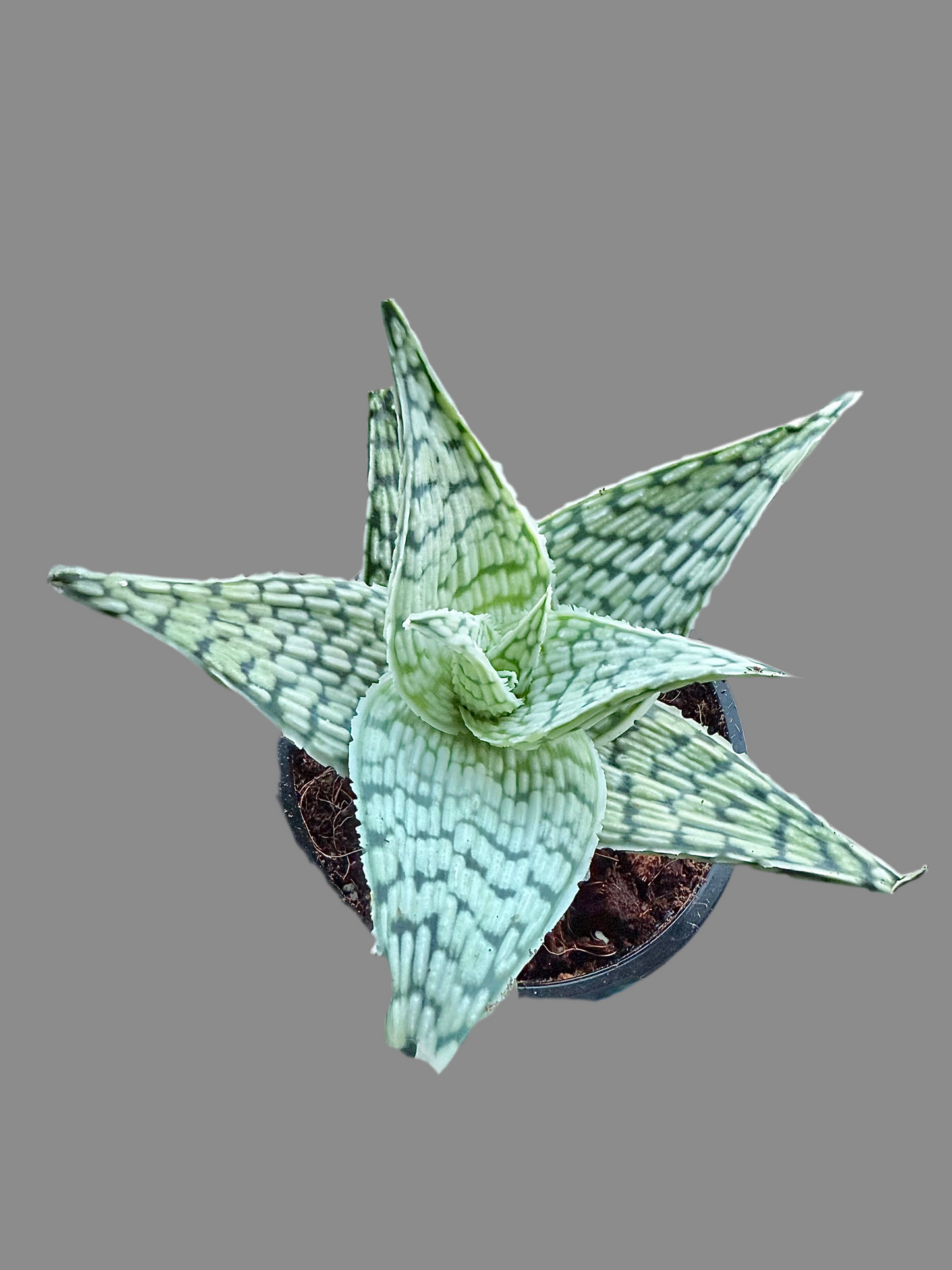 Aloe ‘Delta Lights’ 4”