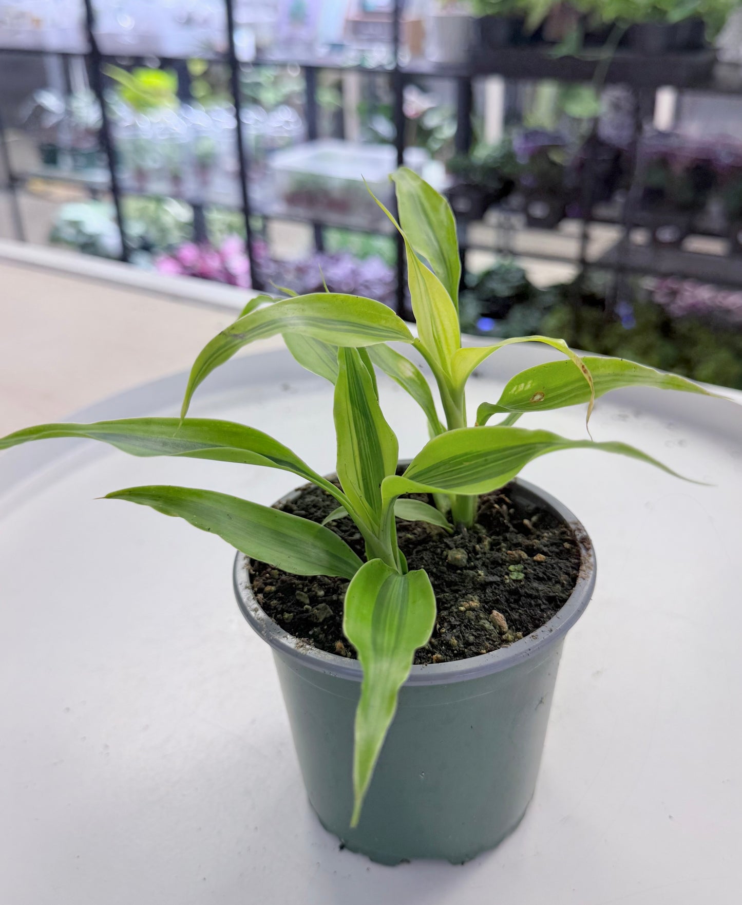 Dracaena sanderiana 'Gold Ribbon' 4”