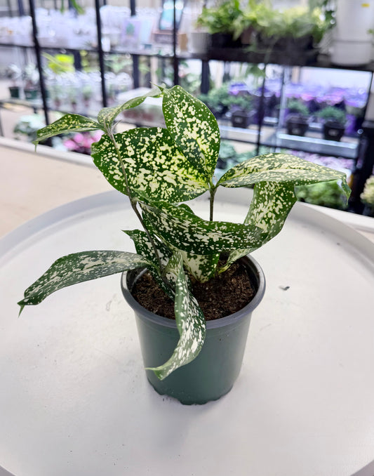 Dracaena ‘Florida Beauty’ | Milky Way 4”