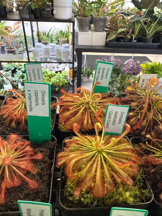 Carnivorous Plant | Sundew Assorted