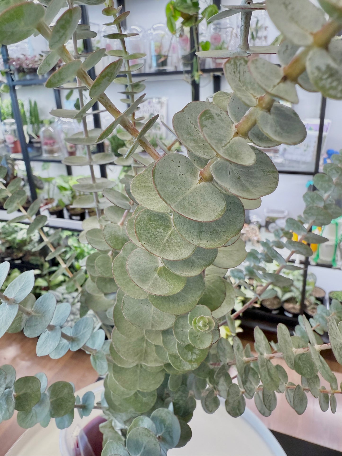 Fresh Eucalyptus ‘Baby Blue’ Shower Bundle|No Ship | 15-26”