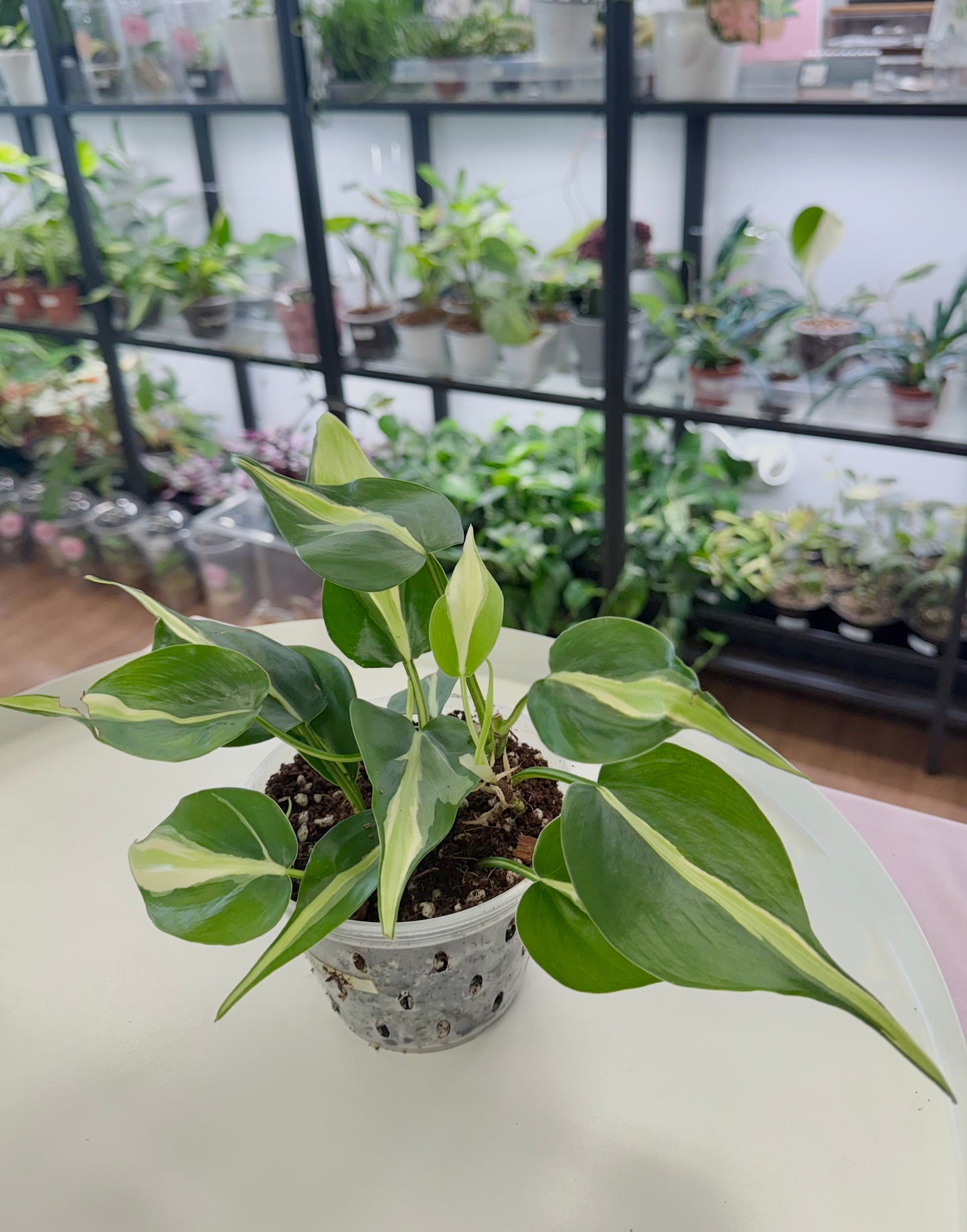 Philodendron ‘Silver Stripe’