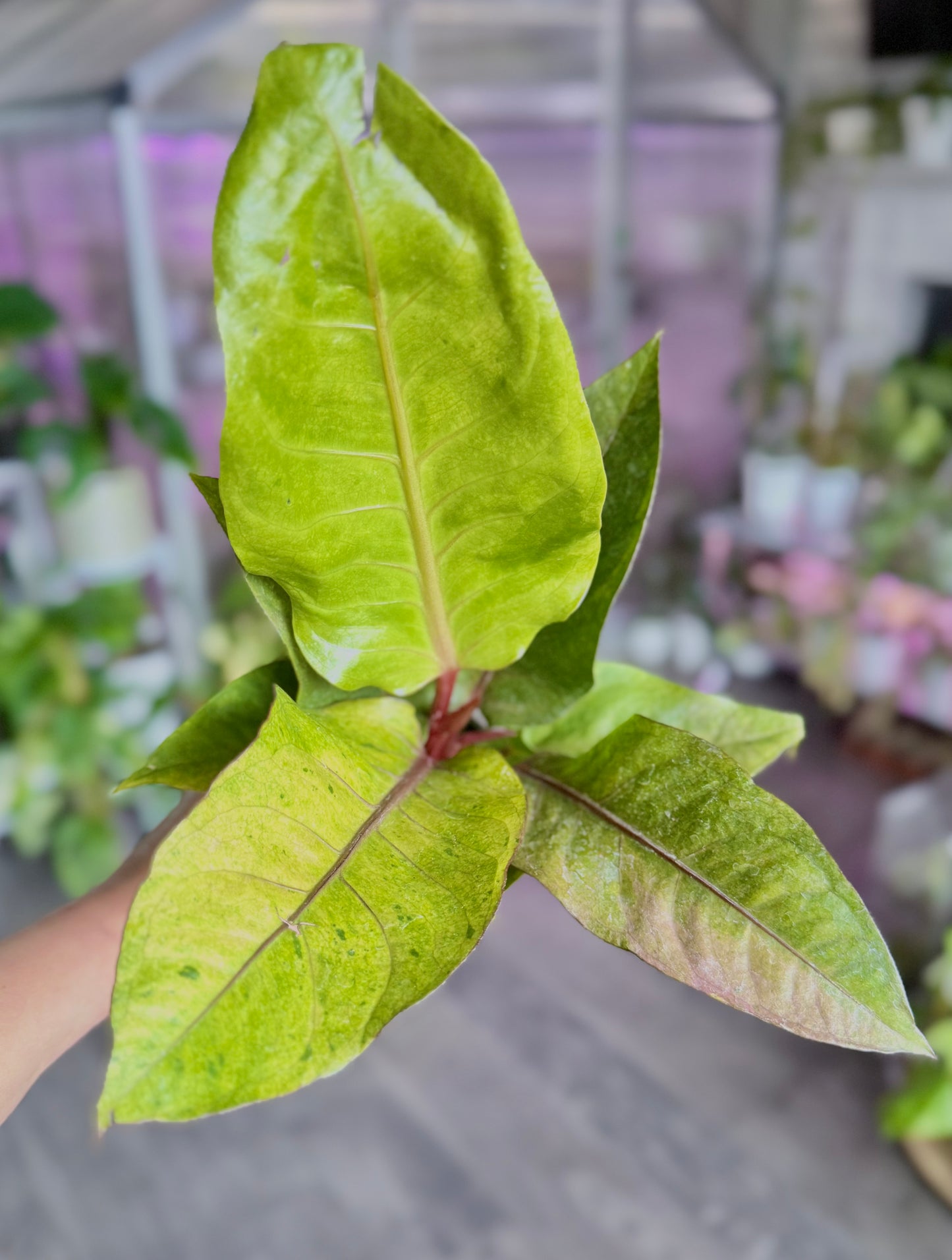 Anthurium hookeri (Pink Vein) Variegated