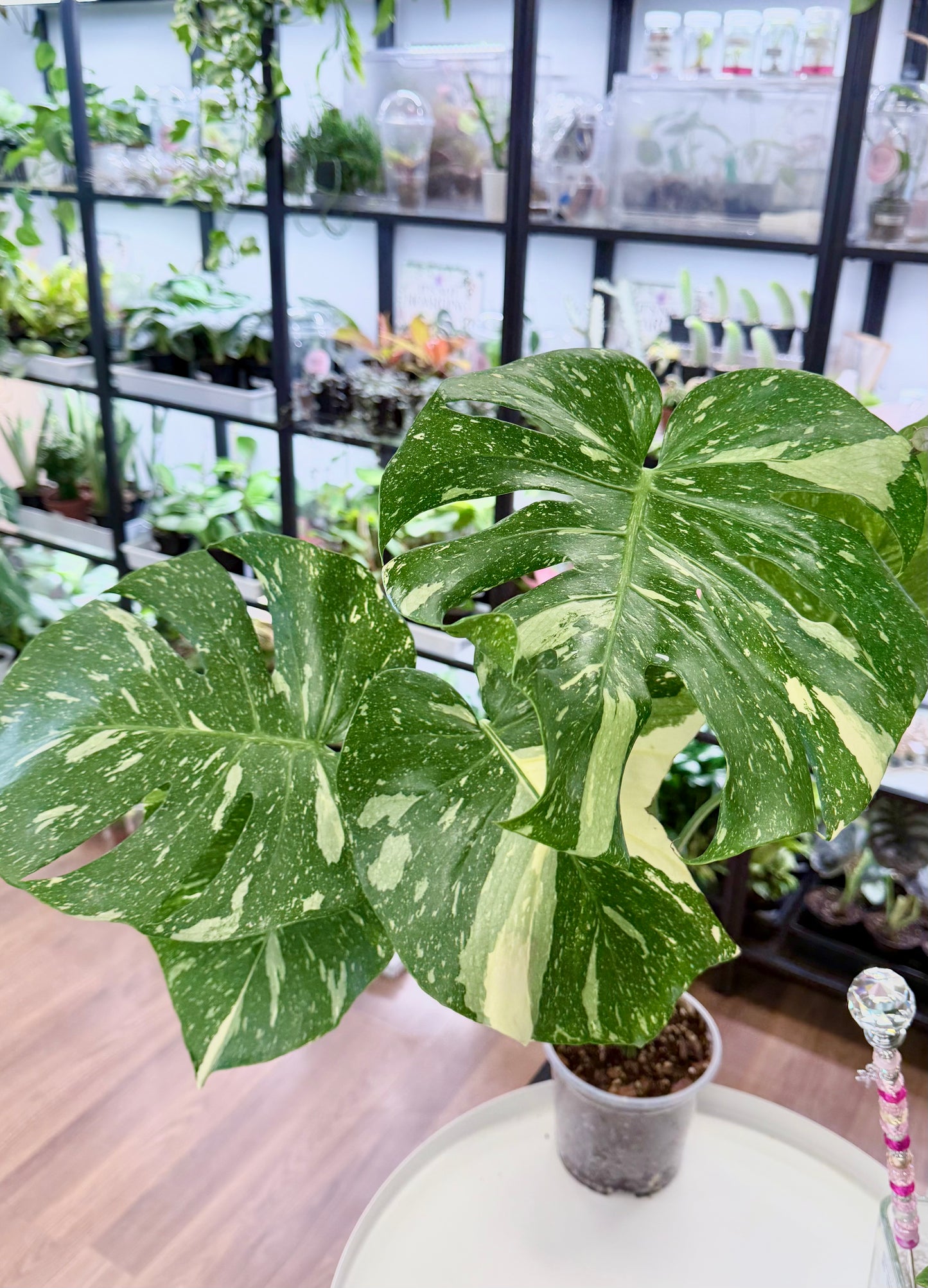 Monstera ‘Thai Constellation’ (Large)