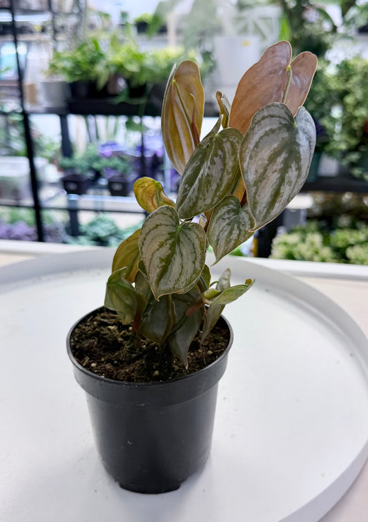 Philodendron brandtianum Silver 4”
