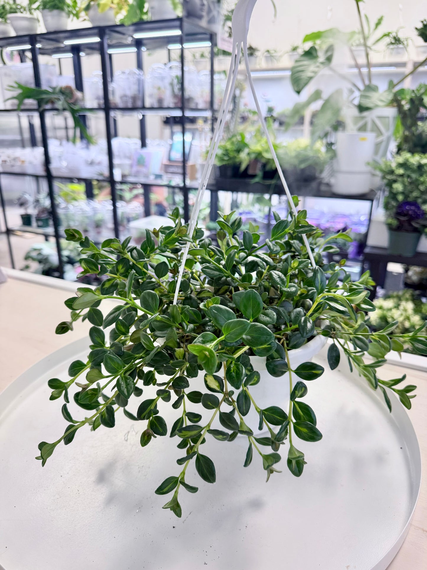 Goldfish Plant Variegated | Nematanthus gregarius