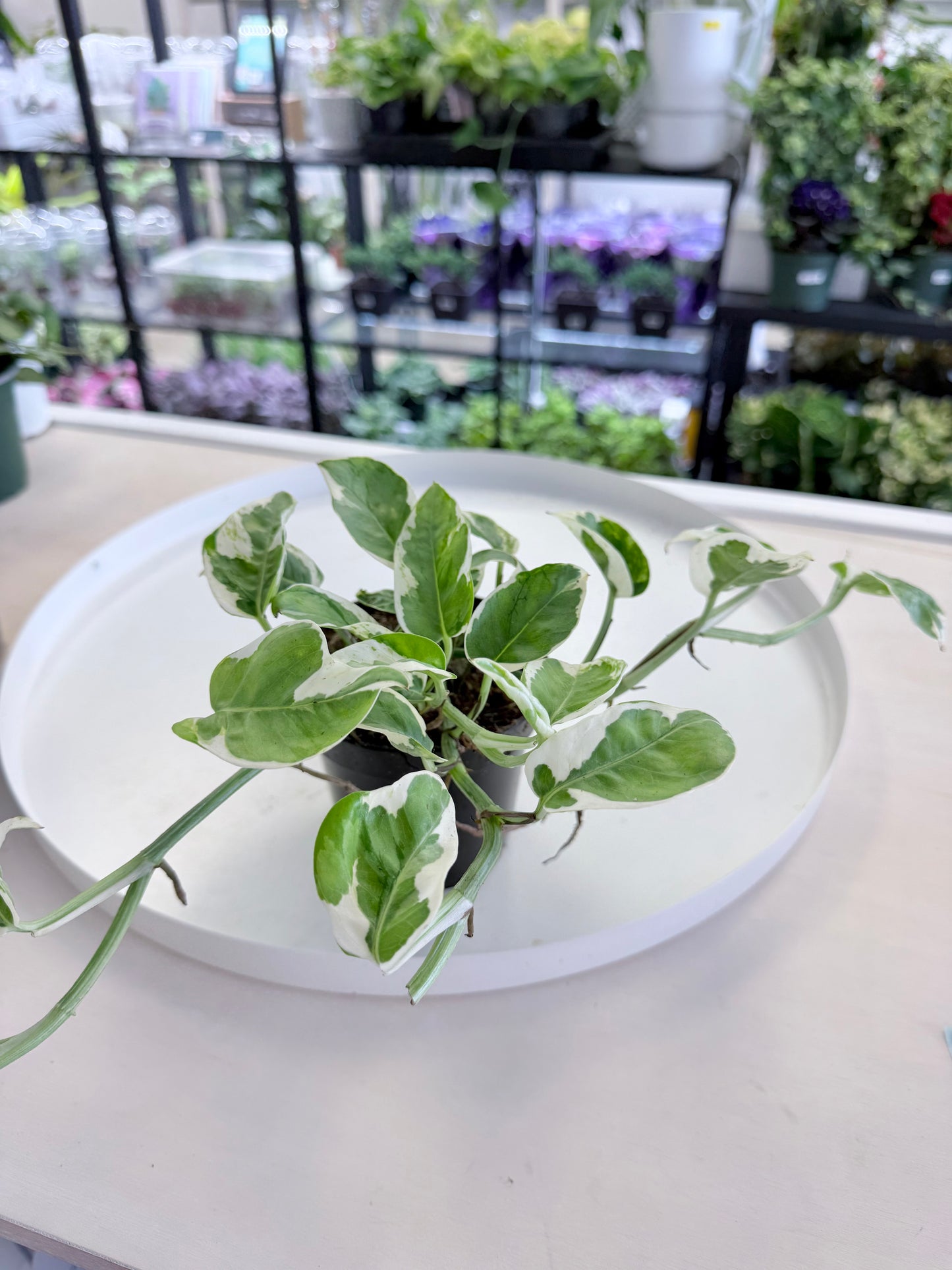 Epipremnum aureum ‘Pearls and Jade’