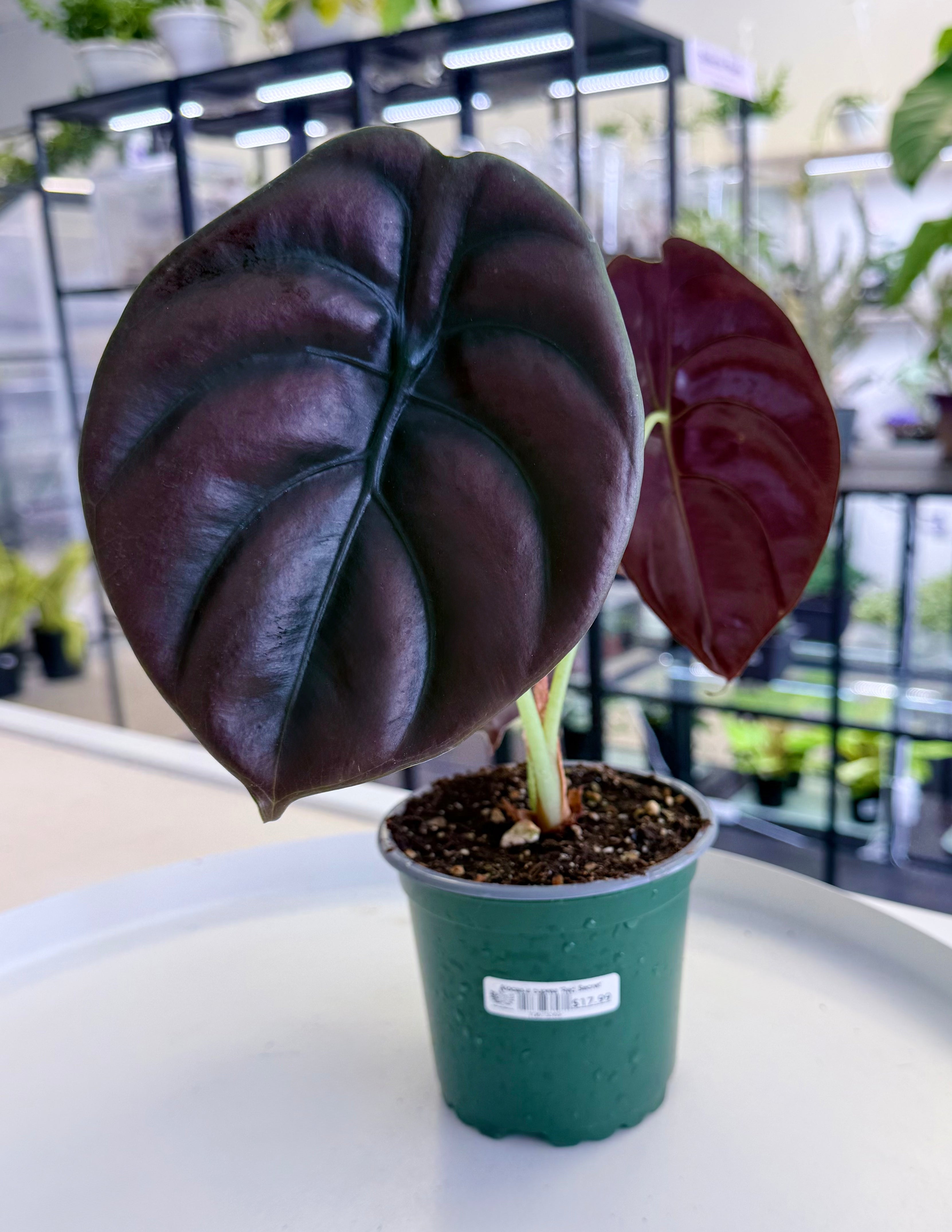 Alocasia cuprea 'Red Secret' – Plants and Glitters Inc.
