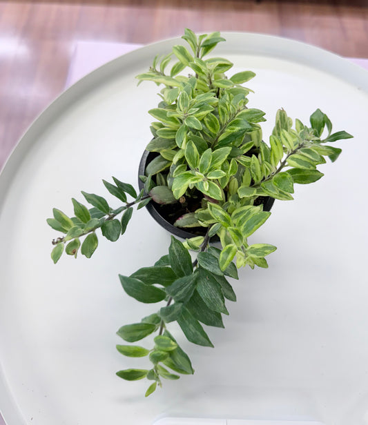 Aeschynanthus 'Bolero Bicolor' Lipstick Plant 4”