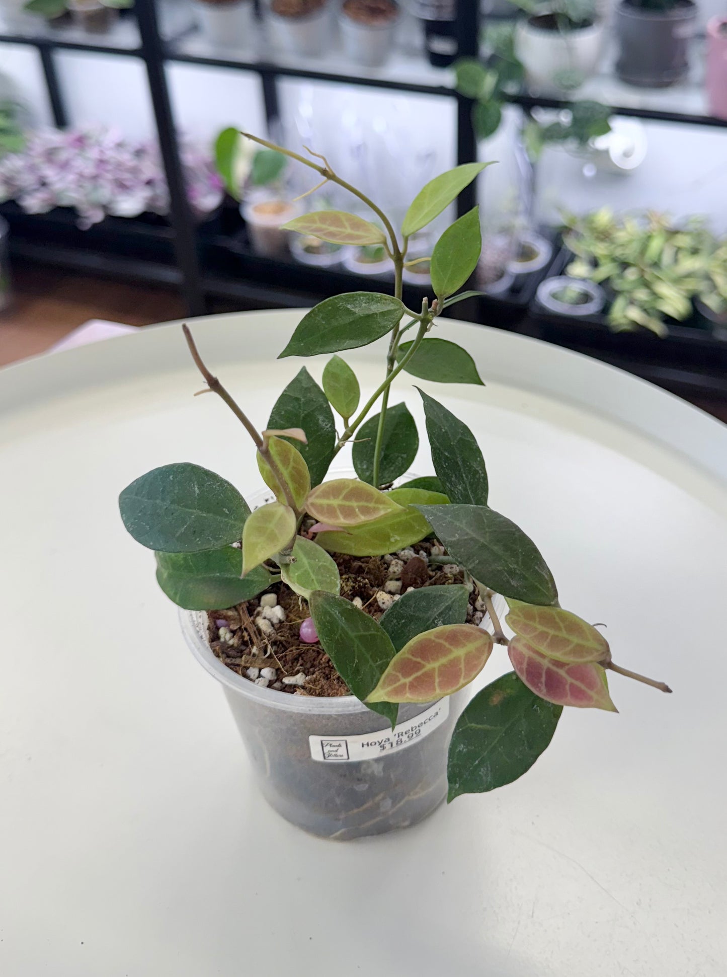 Hoya ‘Rebecca’ 4”