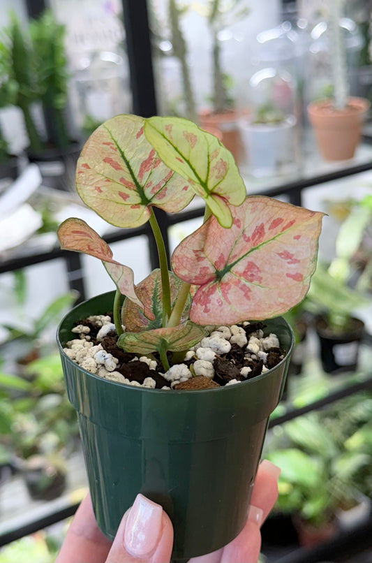 Caladium ‘Strawberry Star’