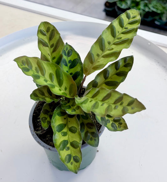 Calathea Lancifolia | Rattlesnake Plant 4”