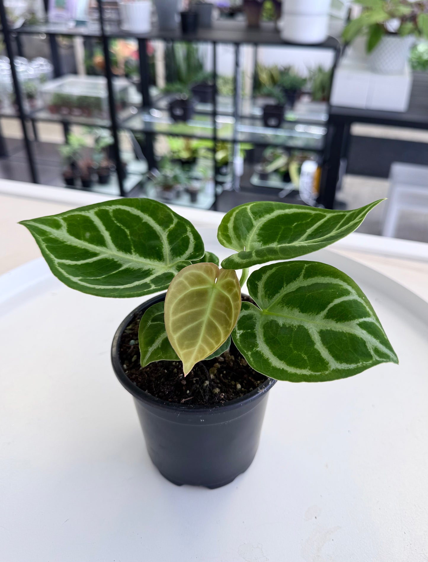 Anthurium Dorayaki 4”