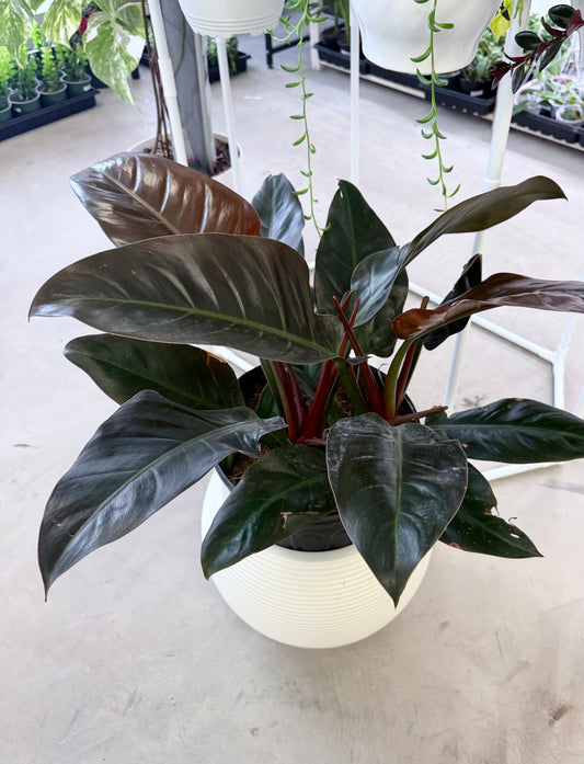 Philodendron Imperial Red 10” | No Ship