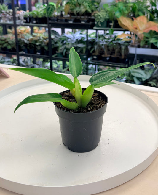 Philodendron martianum ‘Fat Boy’ 4”