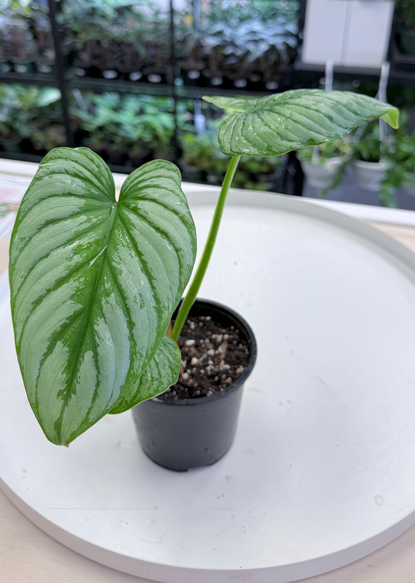 Philodendron mamei ‘Silver Cloud’