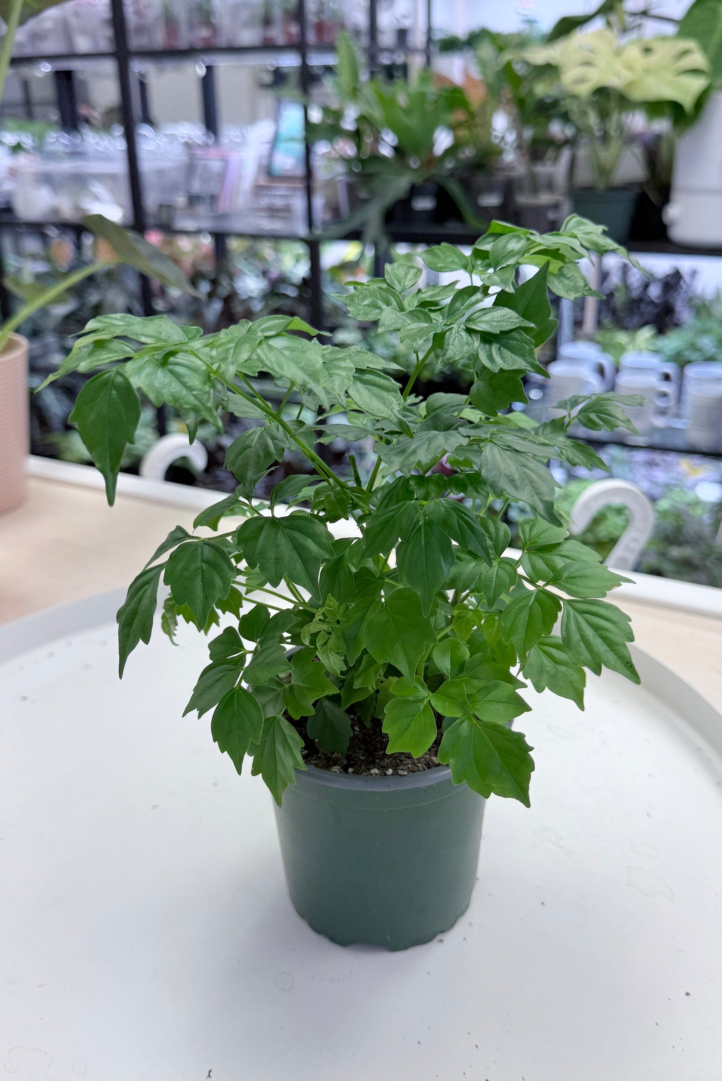 Radermachera sinica | China Doll Plant
