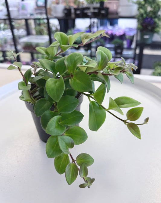 Aeschynanthus lobianus sp. | Lipstick Plant 4”