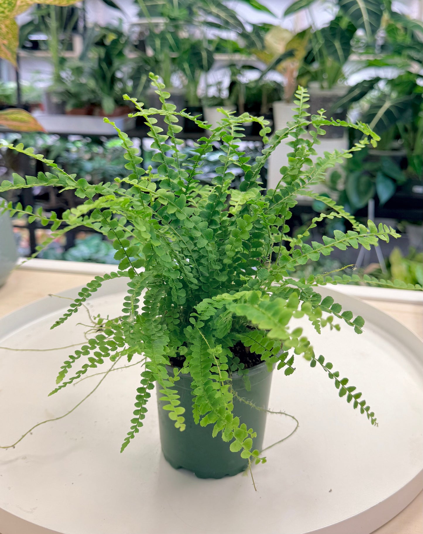 Lemon Button Fern | Nephrolepis cordifolia 'Duffii' 4”