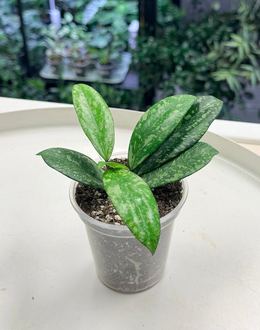 Hoya Crassio x Mich Splash (Clone 2) | Grown by Plant Positivity with Rowe