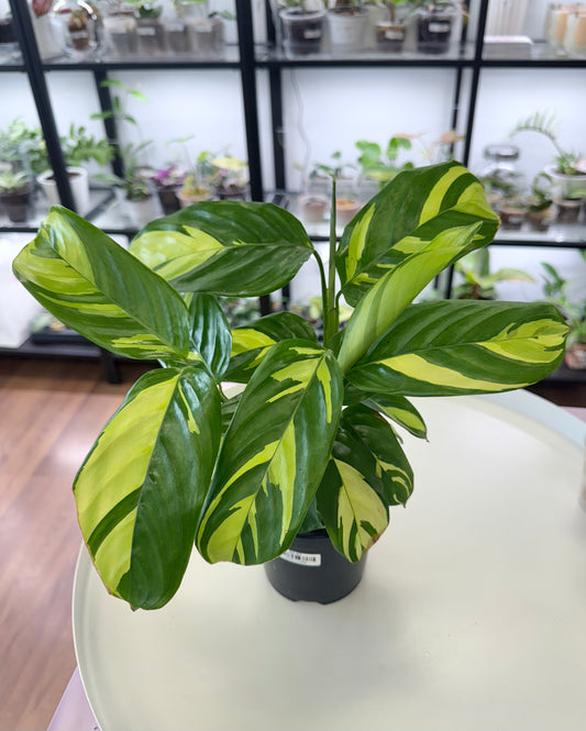 Ctenanthe lubbersiana 4”