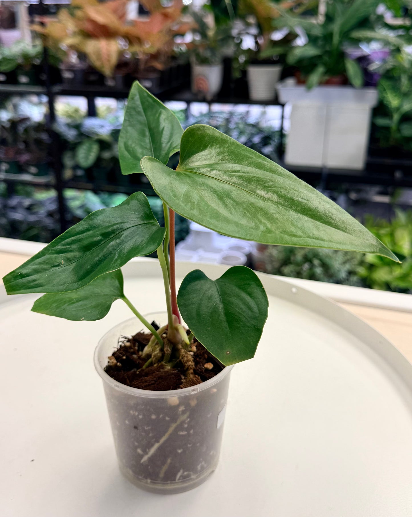 Anthurium nigrolaminum