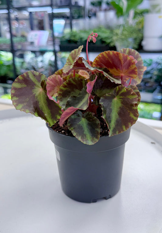 Begonia ‘Cleopatra 4”