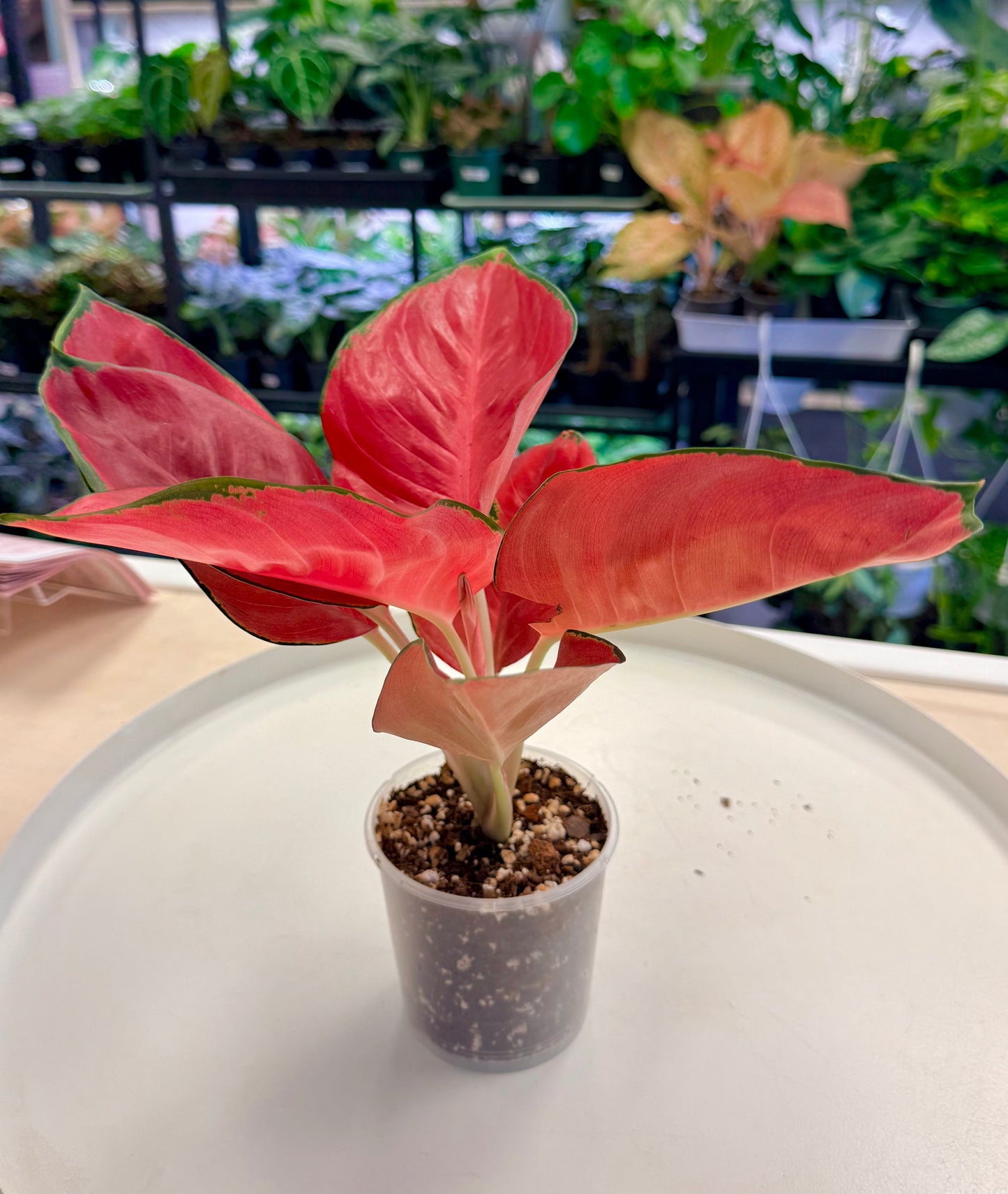 Aglaonema ‘Suksom Jaipong’