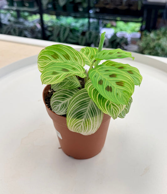 Maranta leuconeura 'Fantasy'