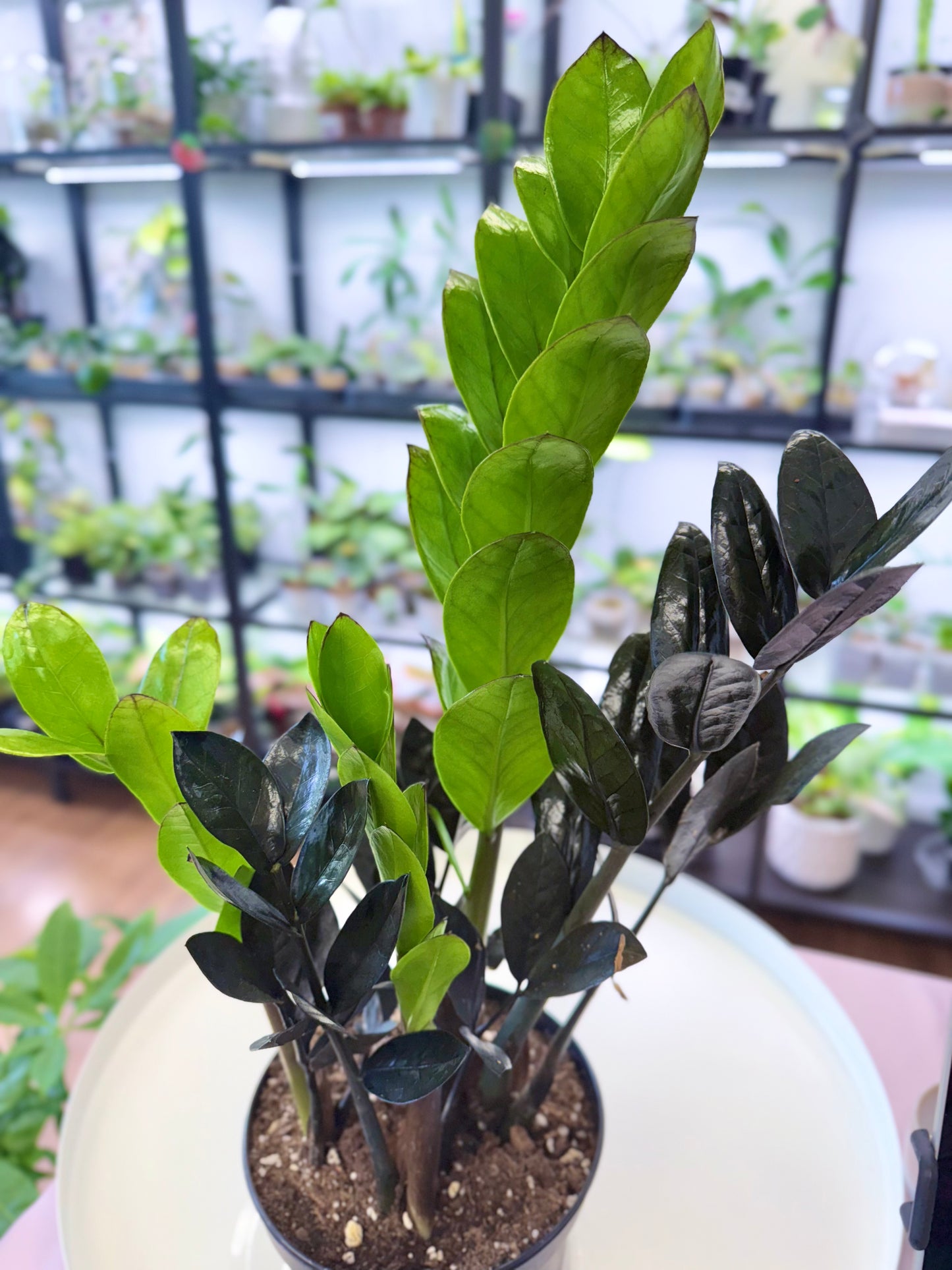 Raven ZZ | Zamioculcas zamiifolia 'Raven' 6”