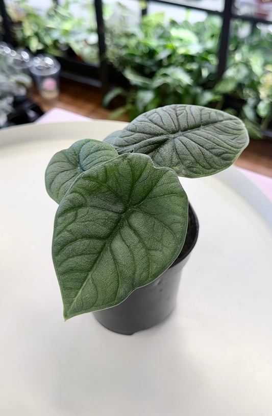 Alocasia rugosa ‘Melo’ 4”