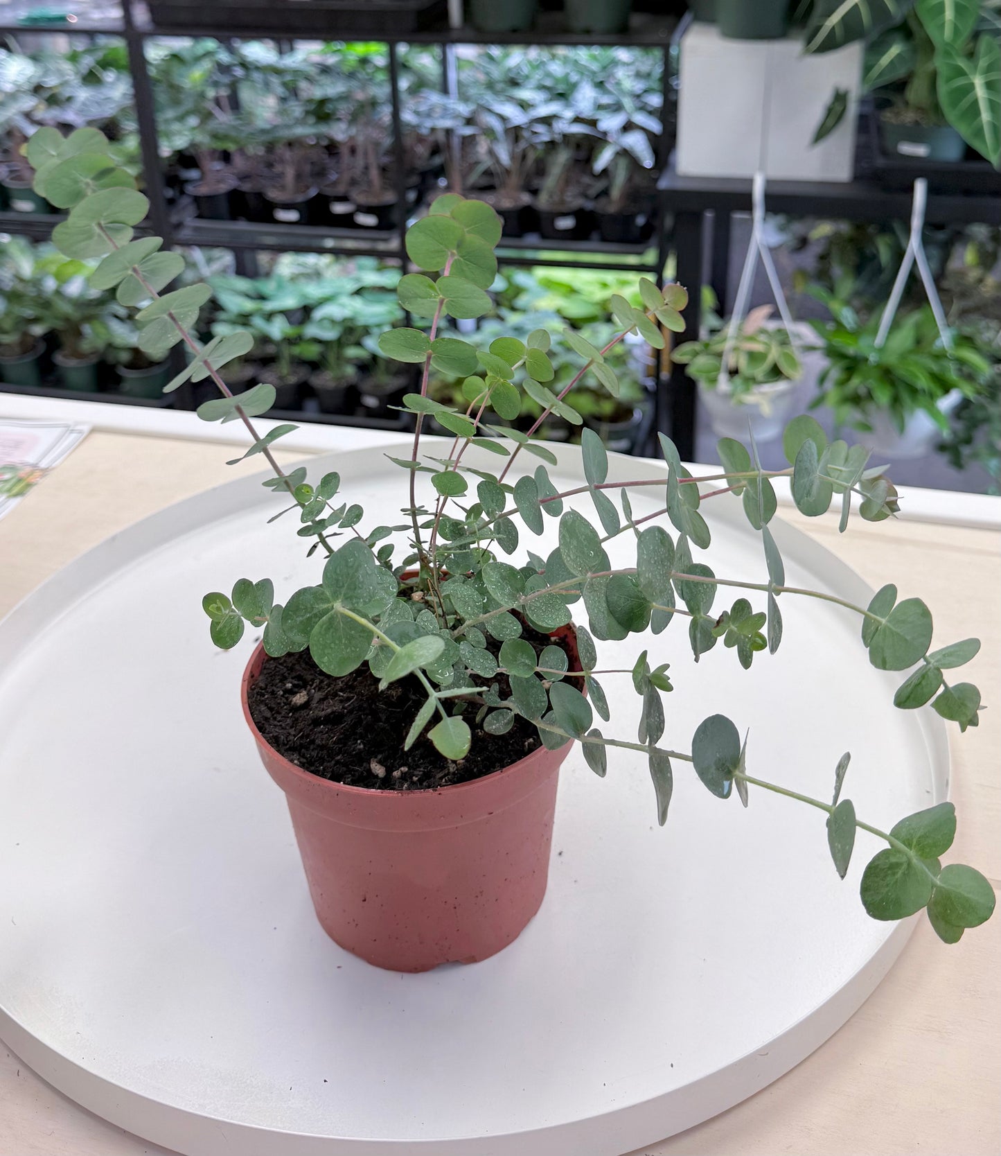Eucalyptus