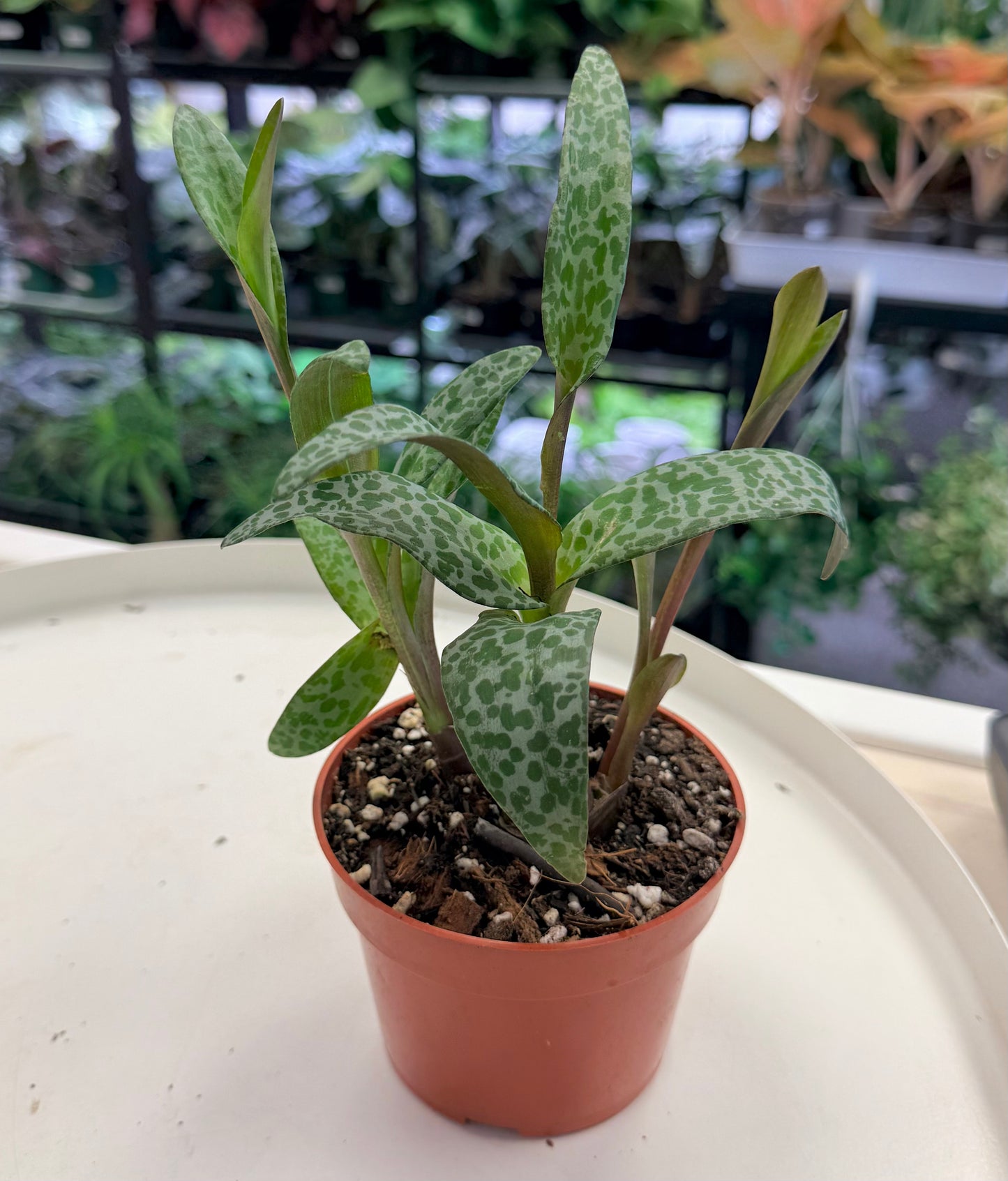 Ledebouria socialis| Silver Squill 4”