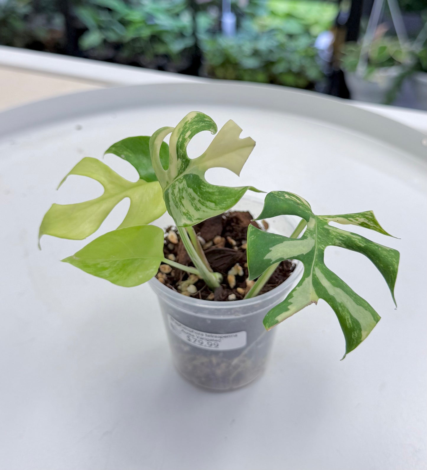 Rhaphidophora tetrasperma Aurea | 3”