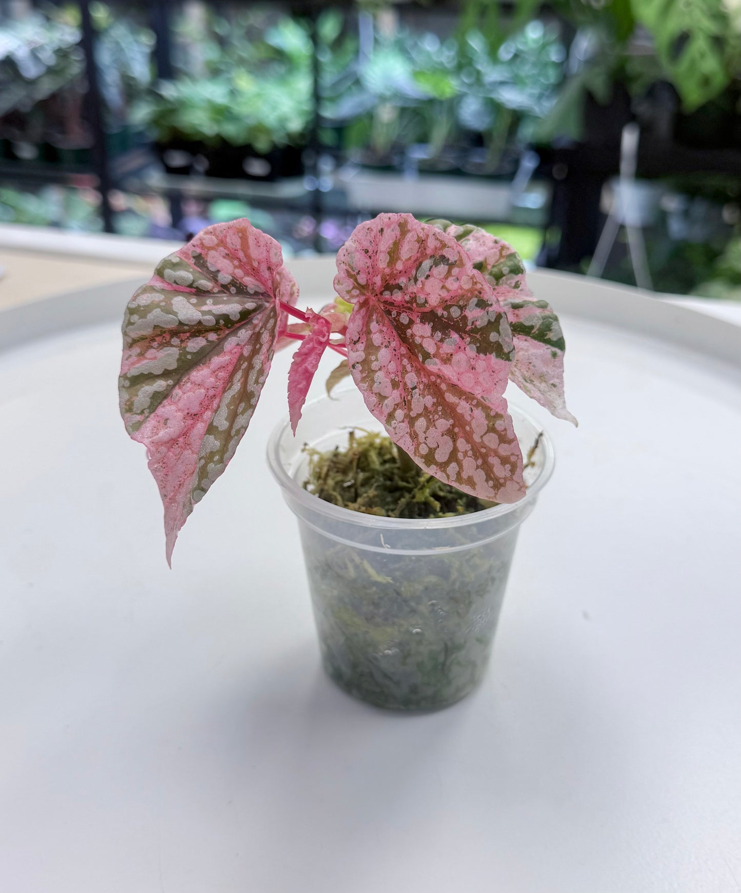 Begonia ‘Snow Capped’ Pink Variegated