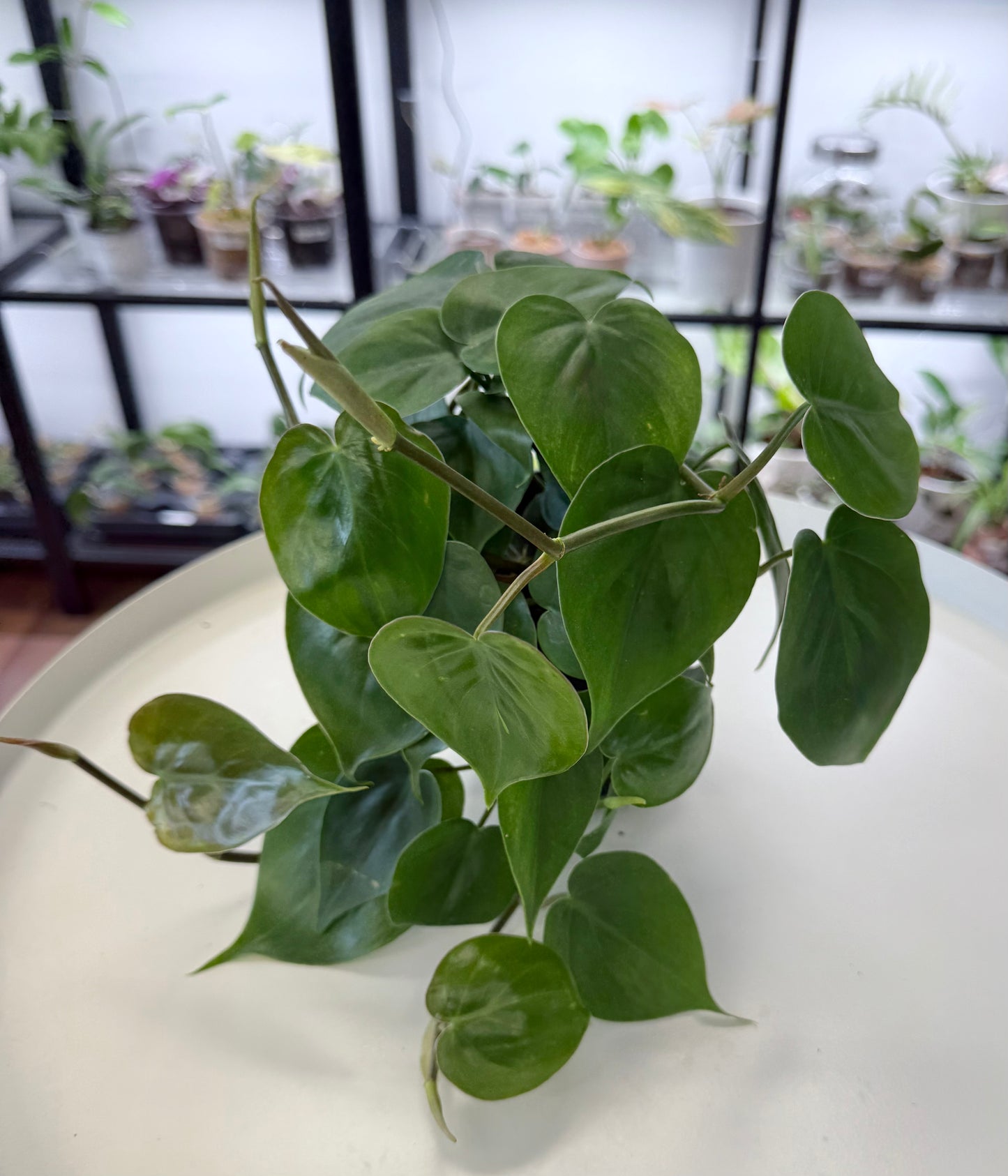 Philodendron hederaceum ‘Heartleaf’ 4”