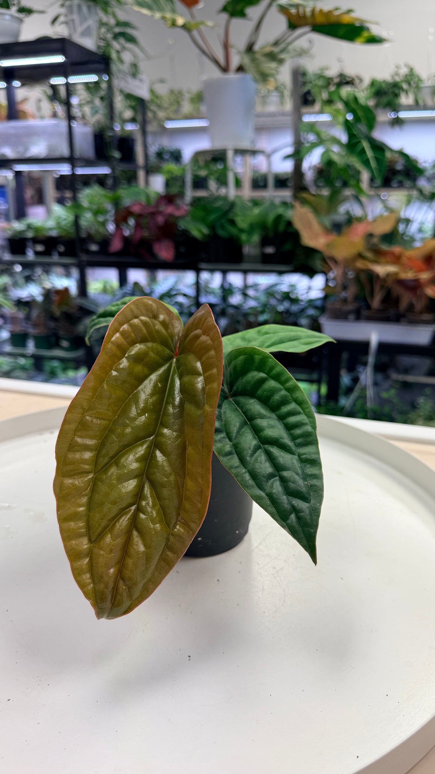 Anthurium radicans x luxurians 4"