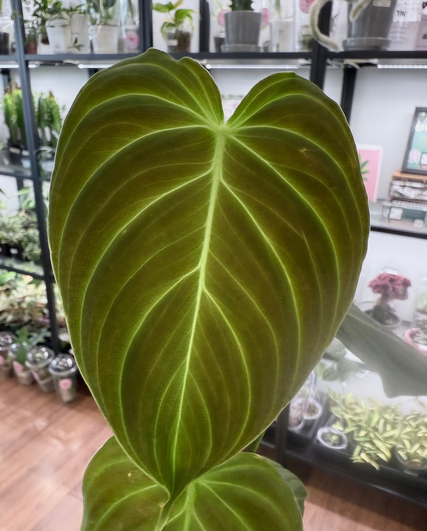 Philodendron ‘Splendid’ (Philodendron melanochrysum x verrucosum) 4.5”