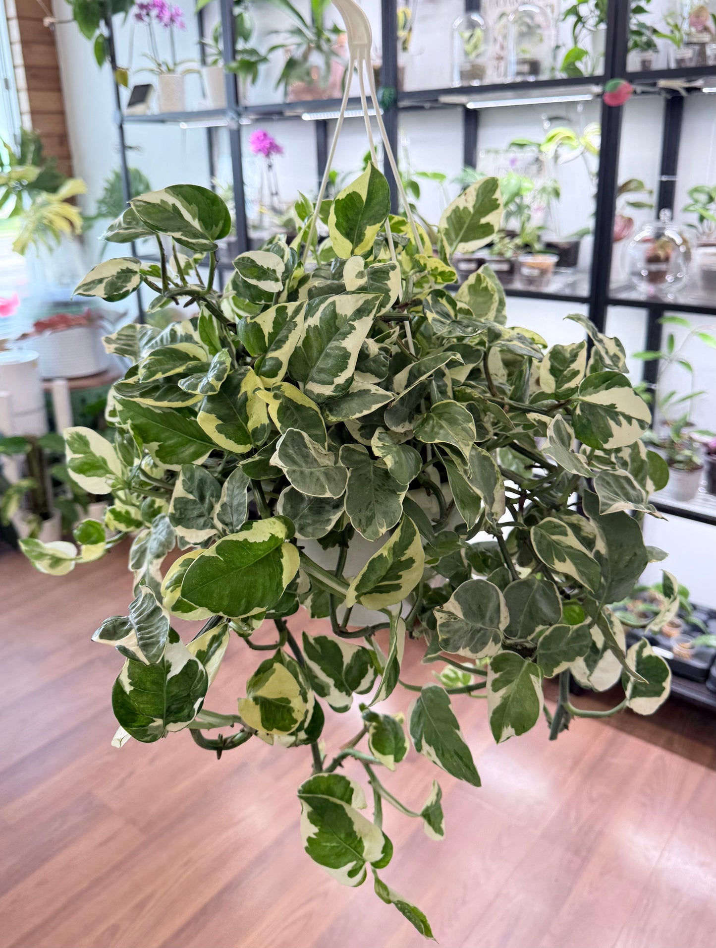 Epipremnum aureum ‘Pearls and Jade’ l Hanging Basket 7” | No ship