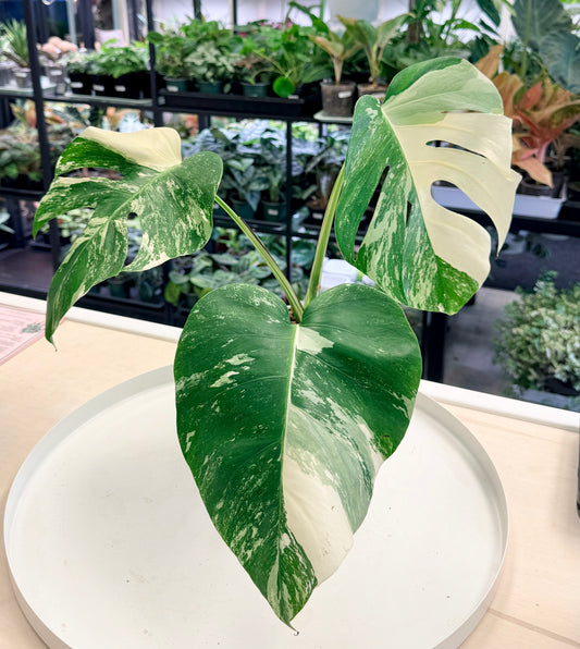 Monstera deliciosa Albo