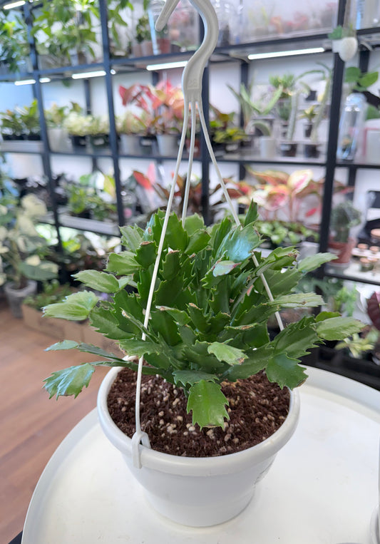 Schlumbergera truncata | Thanksgiving cactus Hanging Basket 7”